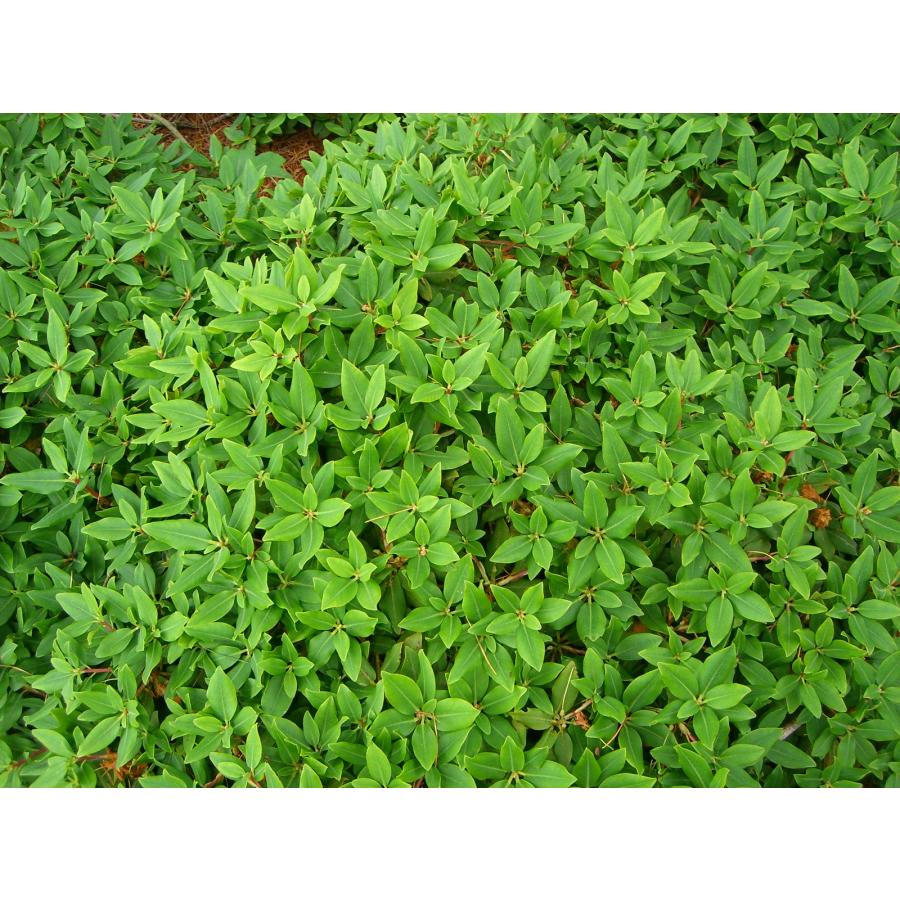 ヤクシマハイヒカゲツツジ 大株 : 横の植木屋さん - 通販 - Yahoo