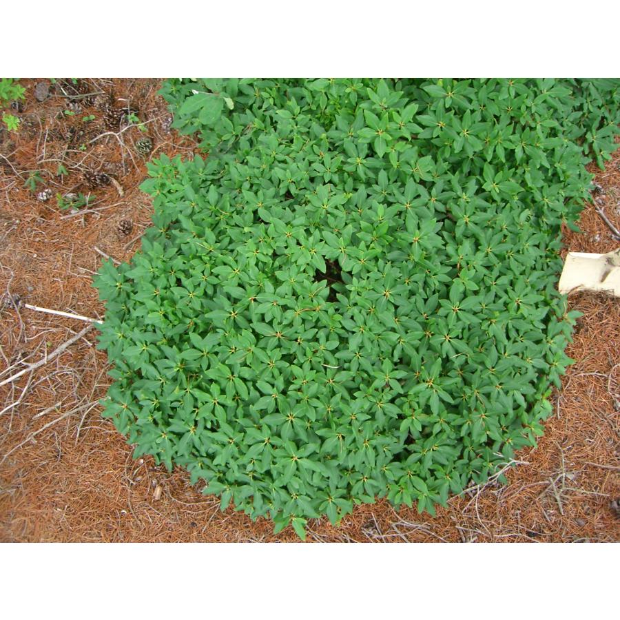 ヤクシマハイヒカゲツツジ 大株 : 横の植木屋さん - 通販 - Yahoo