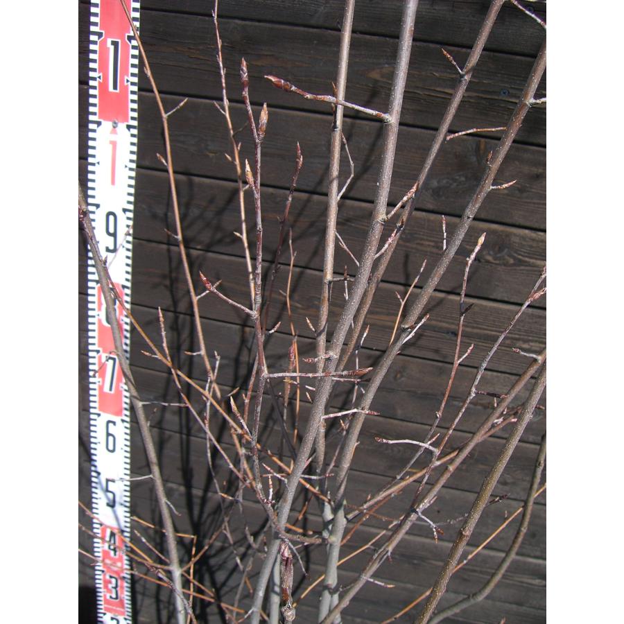 ジューンベリー 【ラマルキー】　大株立 ラマルキー