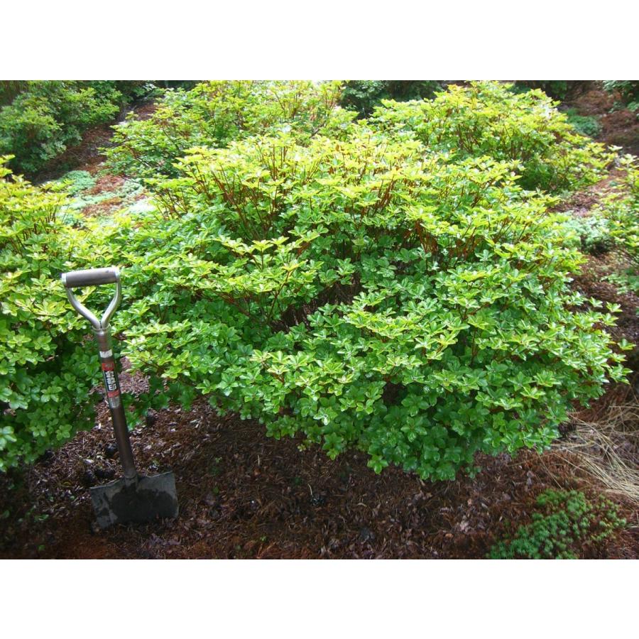 シロヤシオツツジ　（五葉躑躅）