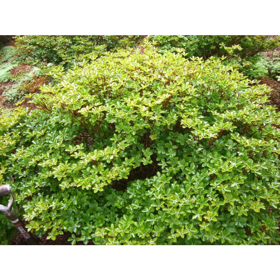 シロヤシオツツジ　（五葉躑躅） 