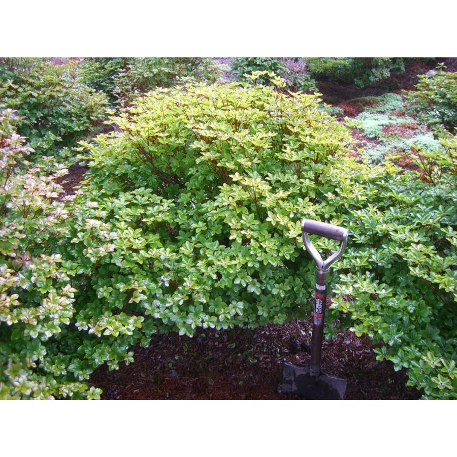 シロヤシオツツジ　（五葉躑躅）