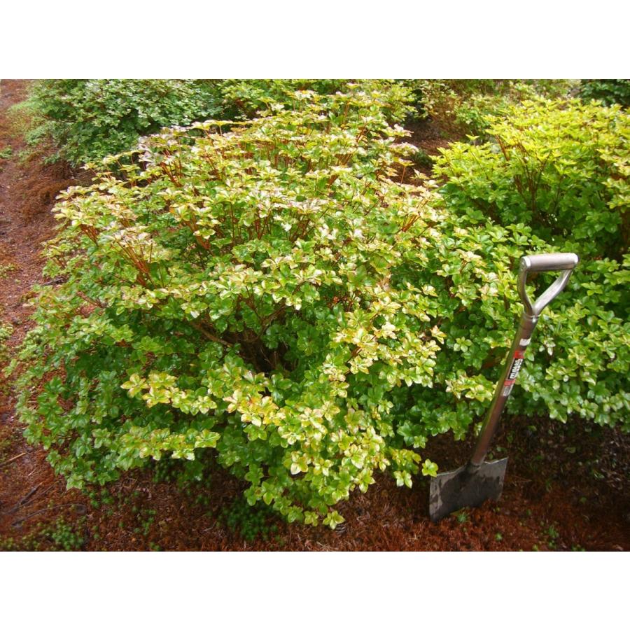 シロヤシオツツジ　（五葉躑躅）