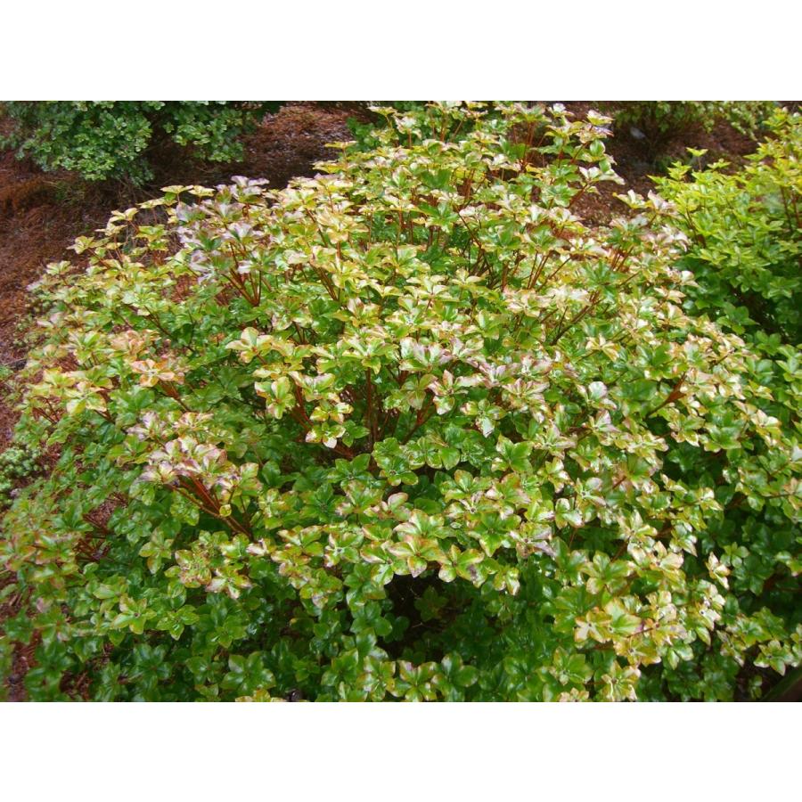 シロヤシオツツジ　（五葉躑躅） 