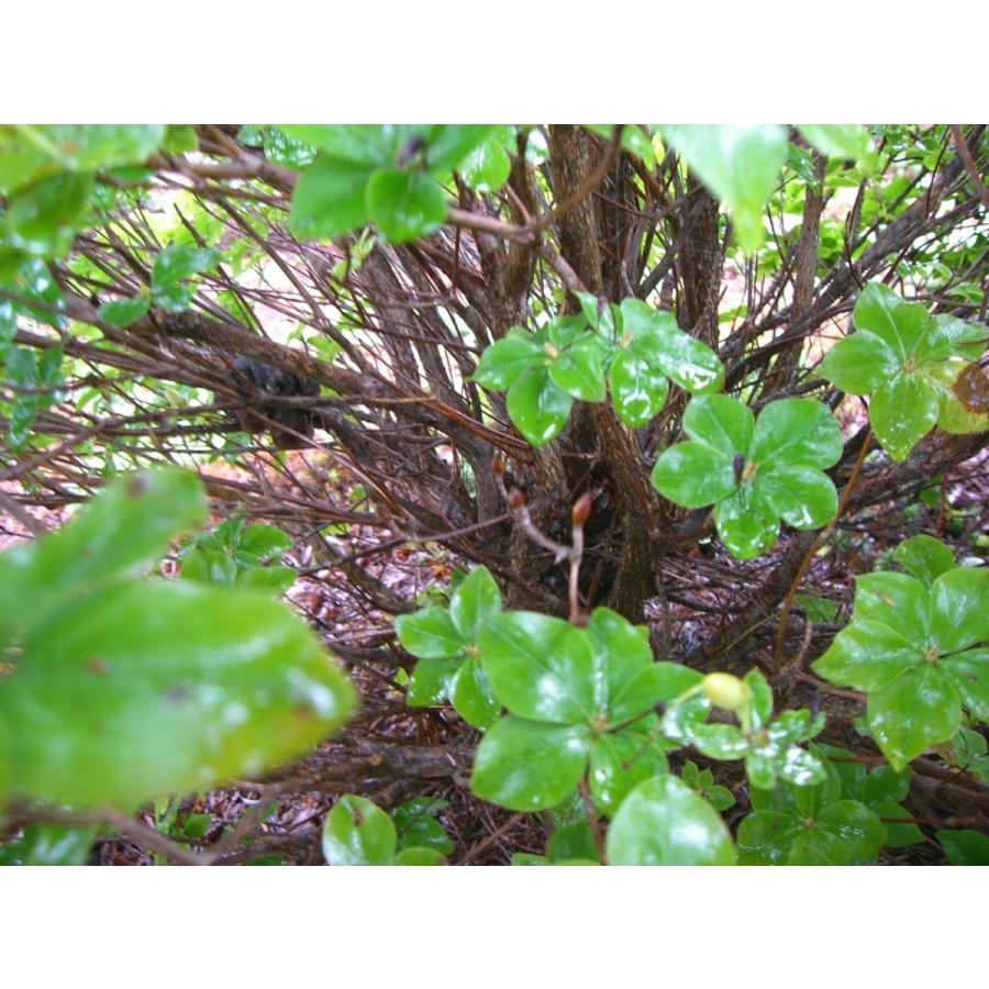 シロヤシオツツジ　（五葉躑躅） 