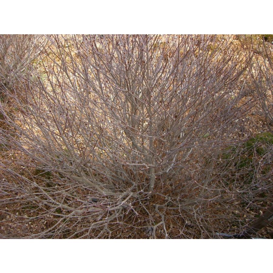 シロヤシオツツジ　（五葉躑躅） 