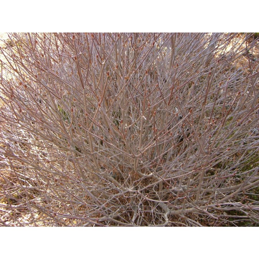 シロヤシオツツジ　（五葉躑躅） 