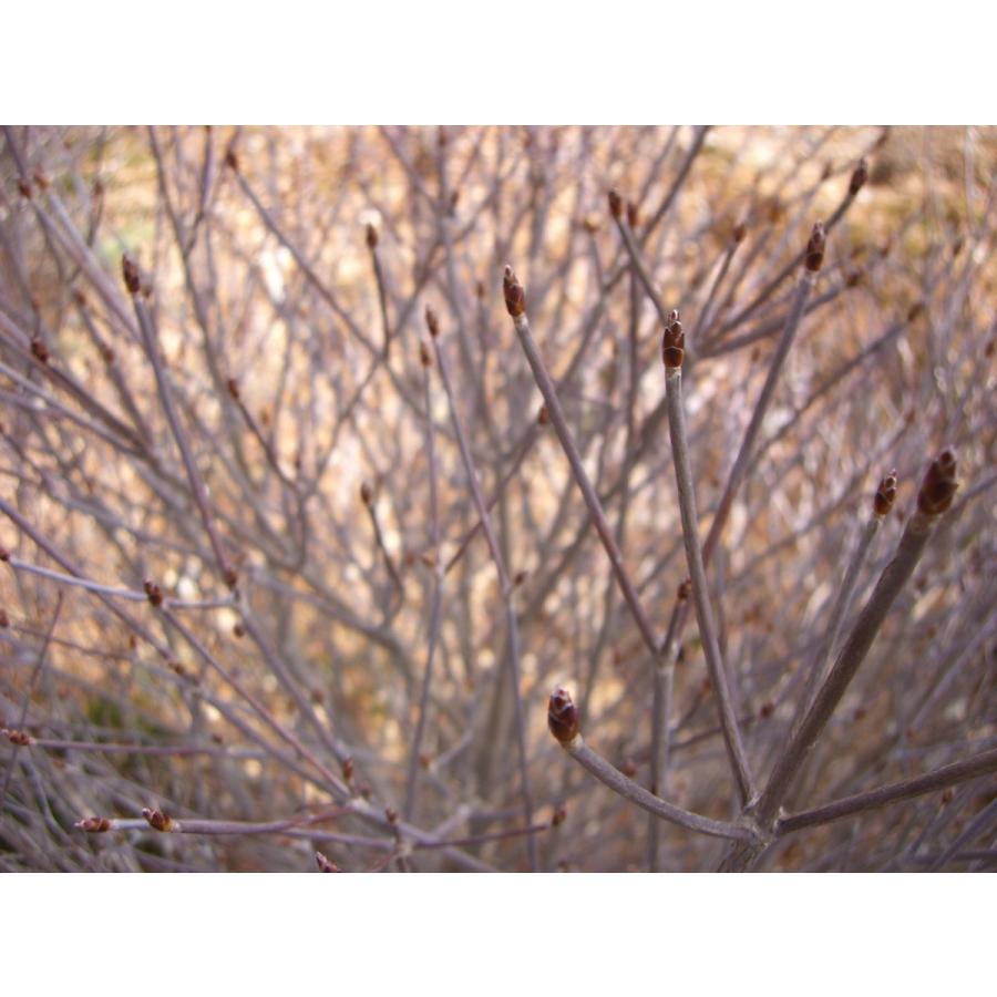 シロヤシオツツジ　（五葉躑躅） 