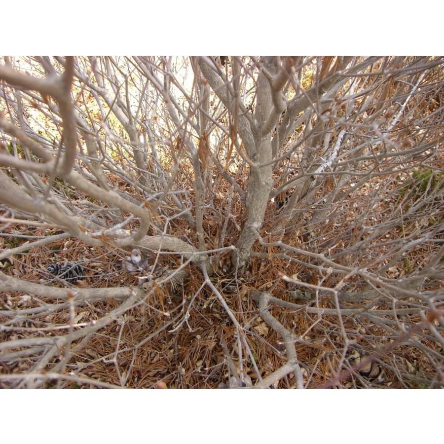 シロヤシオツツジ　（五葉躑躅） 