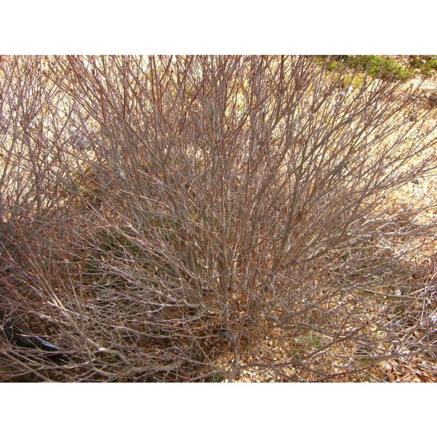 シロヤシオツツジ　（五葉躑躅） 