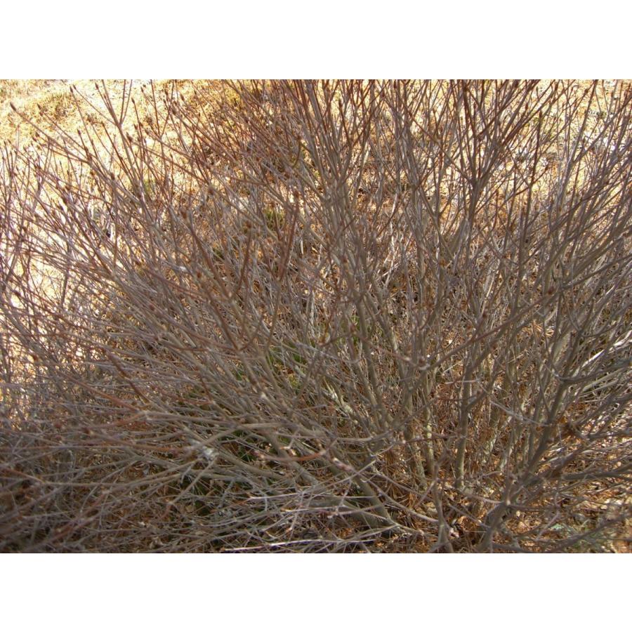 シロヤシオツツジ　（五葉躑躅） 