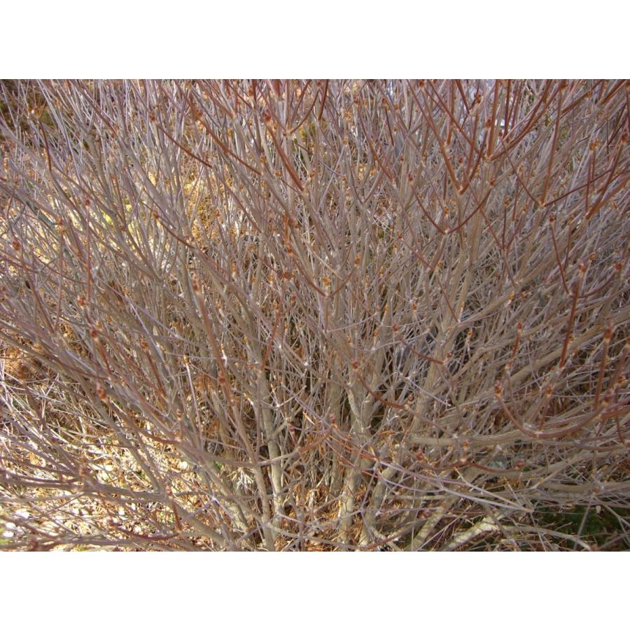 シロヤシオツツジ　（五葉躑躅） 