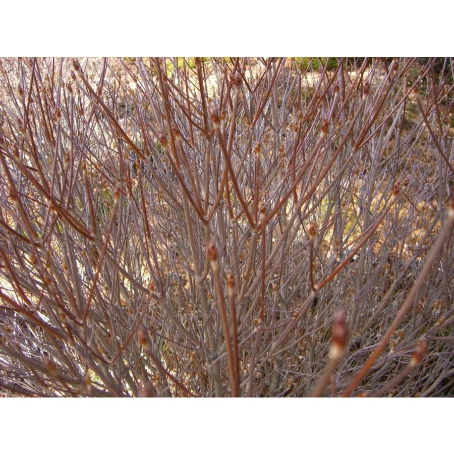 シロヤシオツツジ　（五葉躑躅） 