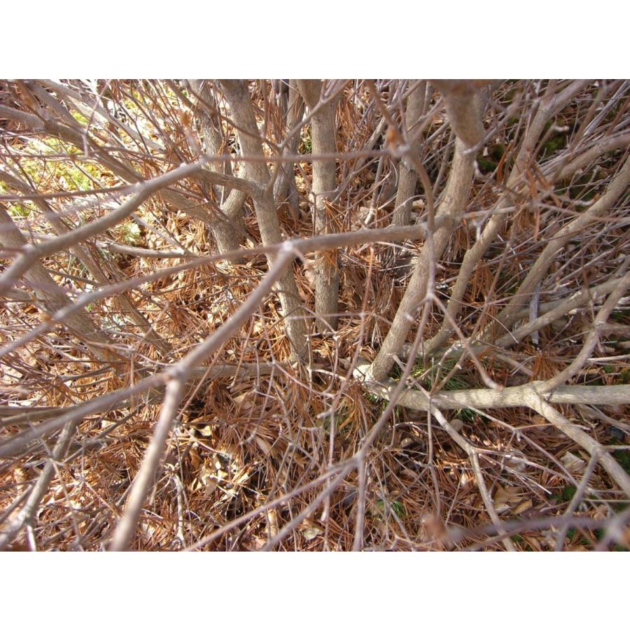 シロヤシオツツジ　（五葉躑躅） 