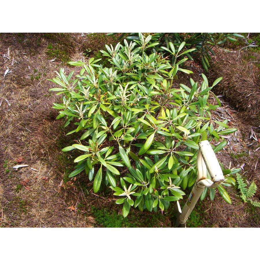 アズマシャクナゲ 【希少・純白】 : 横の植木屋さん - 通販 - Yahoo
