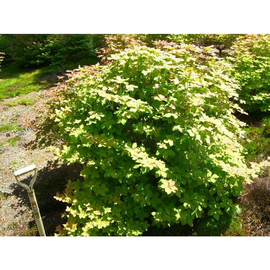 シロヤシオツツジ 特大株 : 横の植木屋さん - 通販 - Yahoo!ショッピング