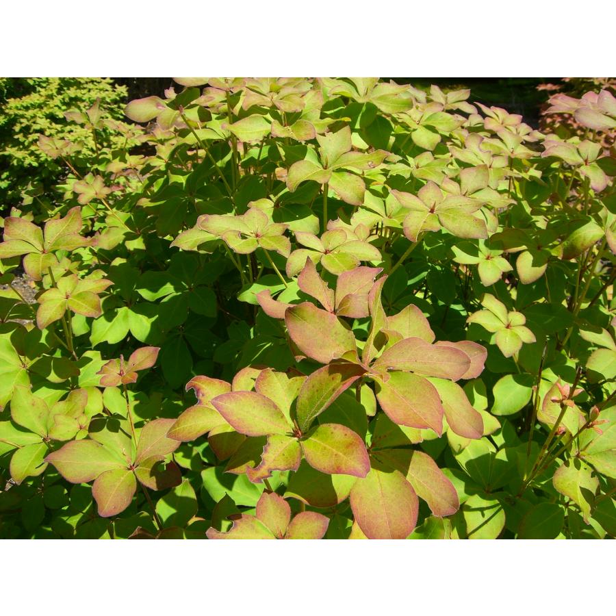 シロヤシオツツジ/特大株【現品発送】管理70740 シロヤシオツツジ/特大