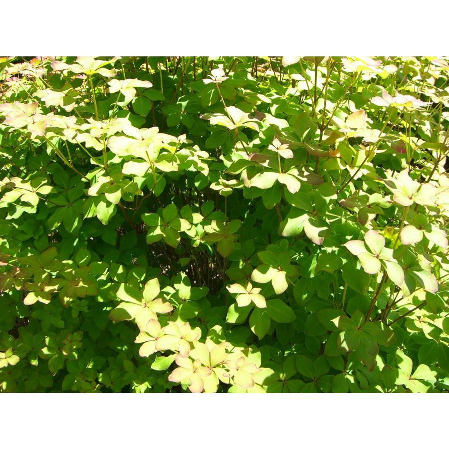 シロヤシオツツジ 特大株 : 横の植木屋さん - 通販 - Yahoo!ショッピング