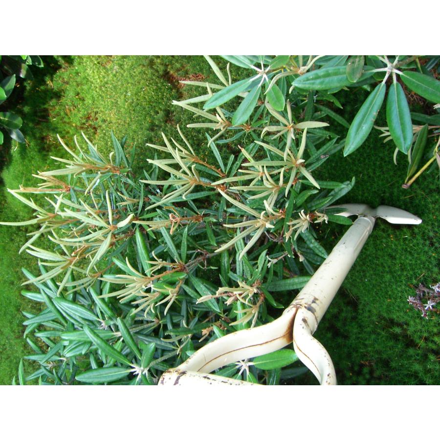 ホソバシャクナゲ 関峰3号 : 横の植木屋さん - 通販 - Yahoo!ショッピング