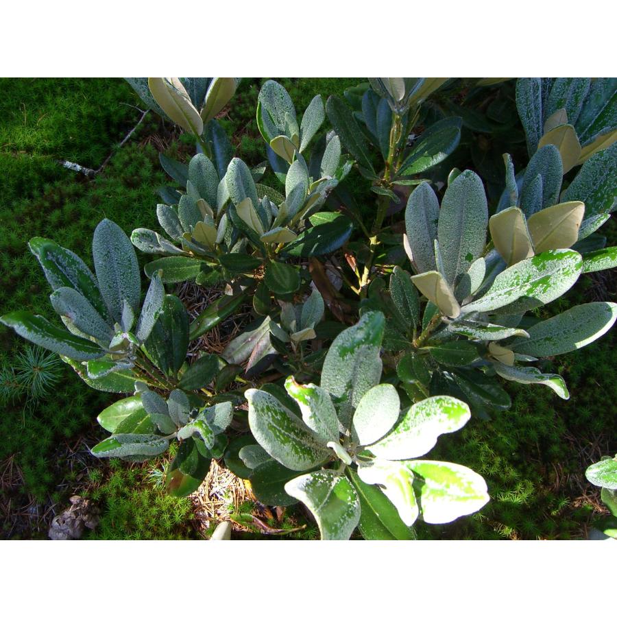 原種 R.simiarum シャクナゲ : 横の植木屋さん - 通販 - Yahoo