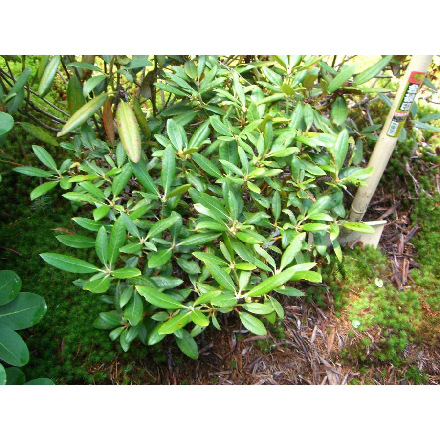 八重咲きシャクナゲ 【華厳5号】 : 横の植木屋さん - 通販 - Yahoo