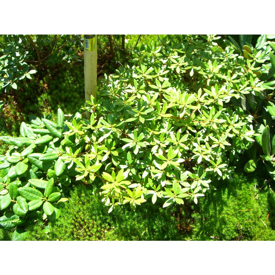 R.ブルーライト ツツジ・シャクナゲ 大株 : 横の植木屋さん - 通販