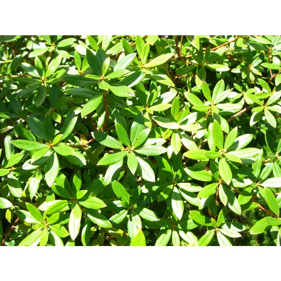 R.ブルーライト ツツジ・シャクナゲ 大株 : 横の植木屋さん - 通販