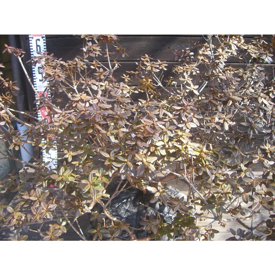 ラマポ　大株　石楠花 