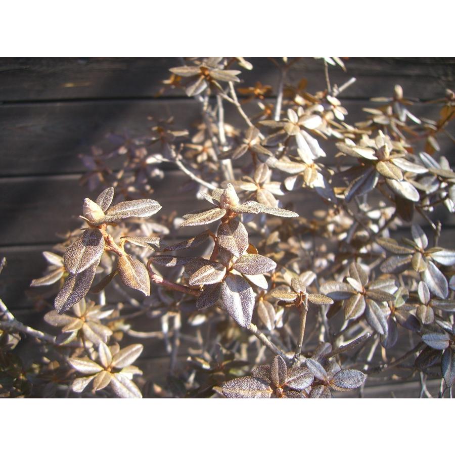 ラマポ　大株　石楠花 