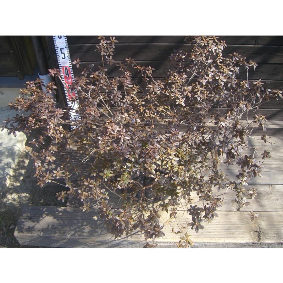 ラマポ　大株　石楠花 