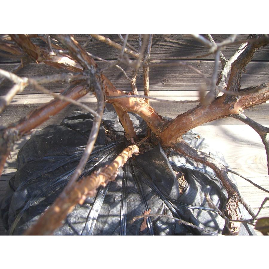 ラマポ　大株　石楠花 