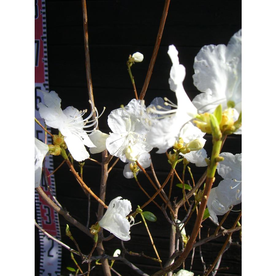 タンナゲンカイツツジ 白花 :325623:横の植木屋さん - 通販 - Yahoo