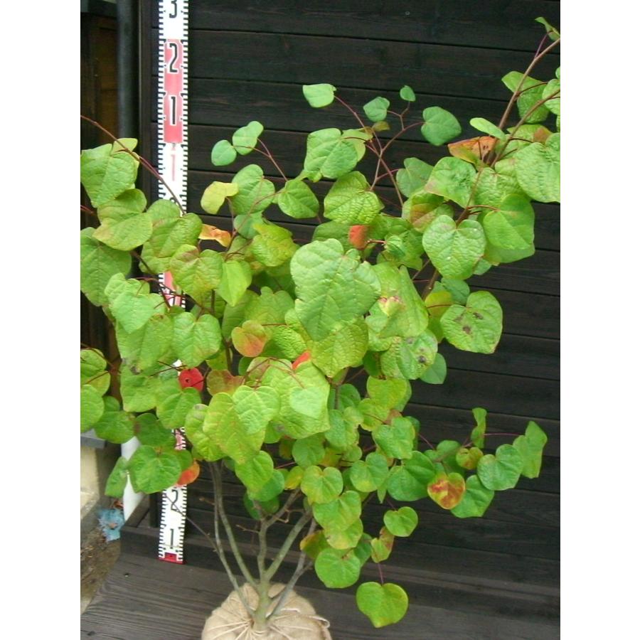 マルバノキ【品番3345】 マルバノキ【品番3345】 - メルカリ