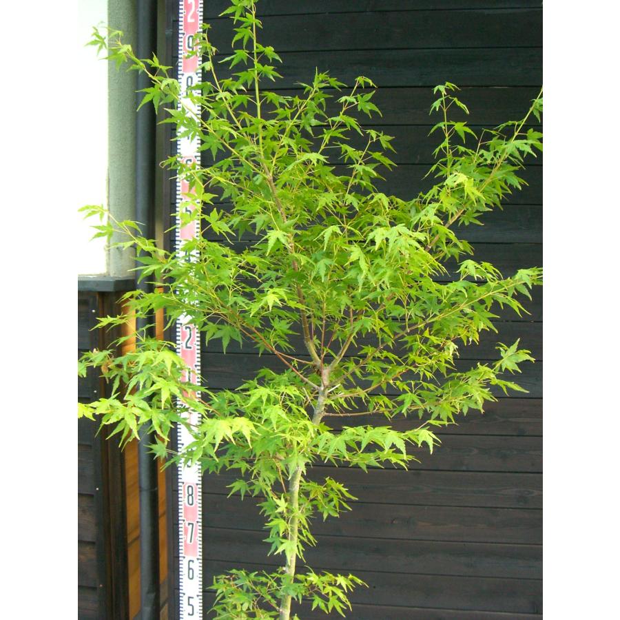 イロハモミジ　単幹 イロハモミジ 単幹大株 : 横の植木屋さん - 通販 - Yahoo