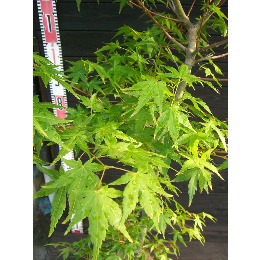 イロハモミジ　単幹 イロハモミジ 単幹大株 : 横の植木屋さん - 通販 - Yahoo