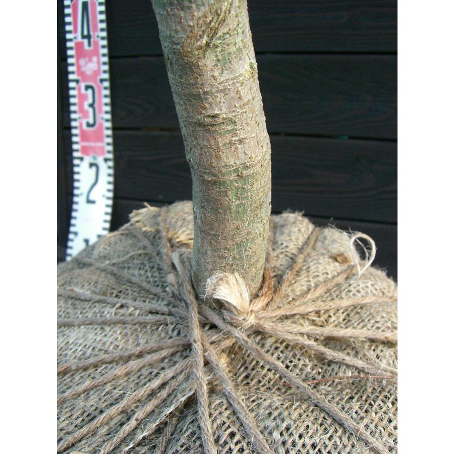 イロハモミジ 単幹大株 : 横の植木屋さん - 通販 - Yahoo