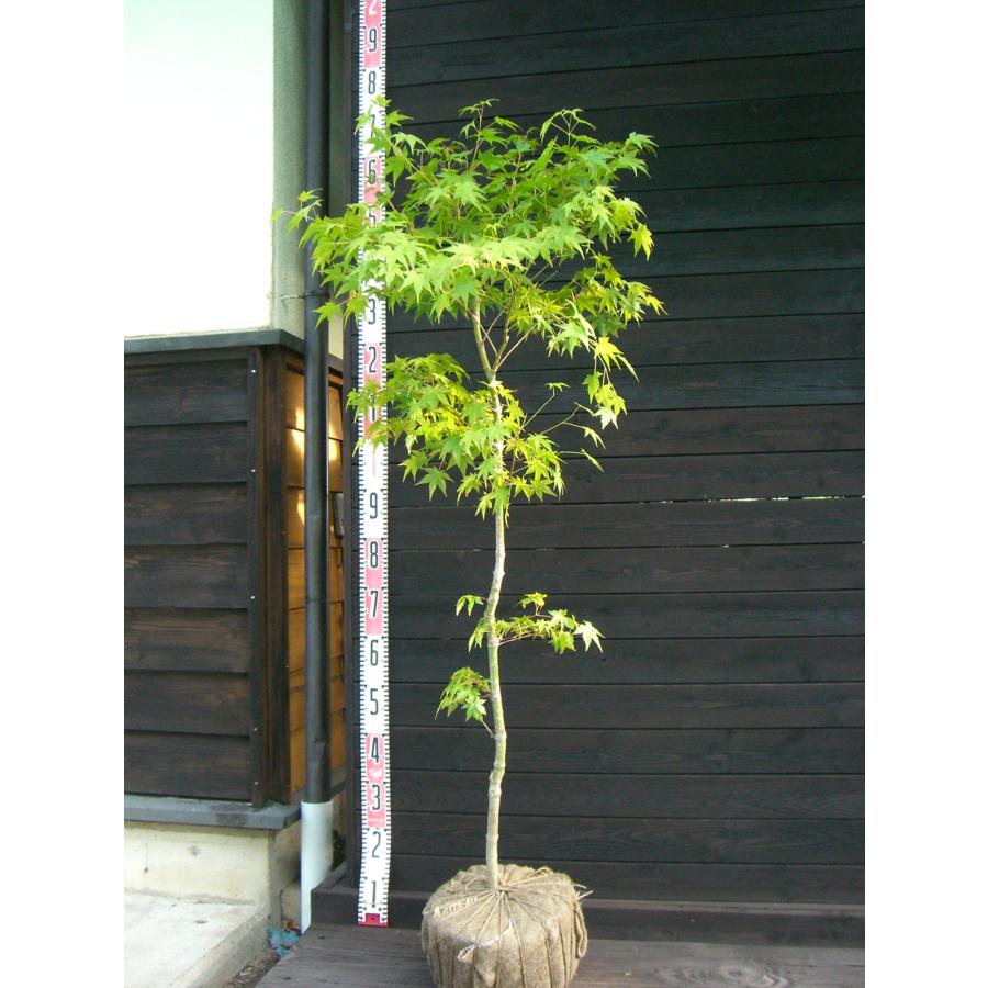 イロハモミジ 単幹大株 : 横の植木屋さん - 通販 - Yahoo