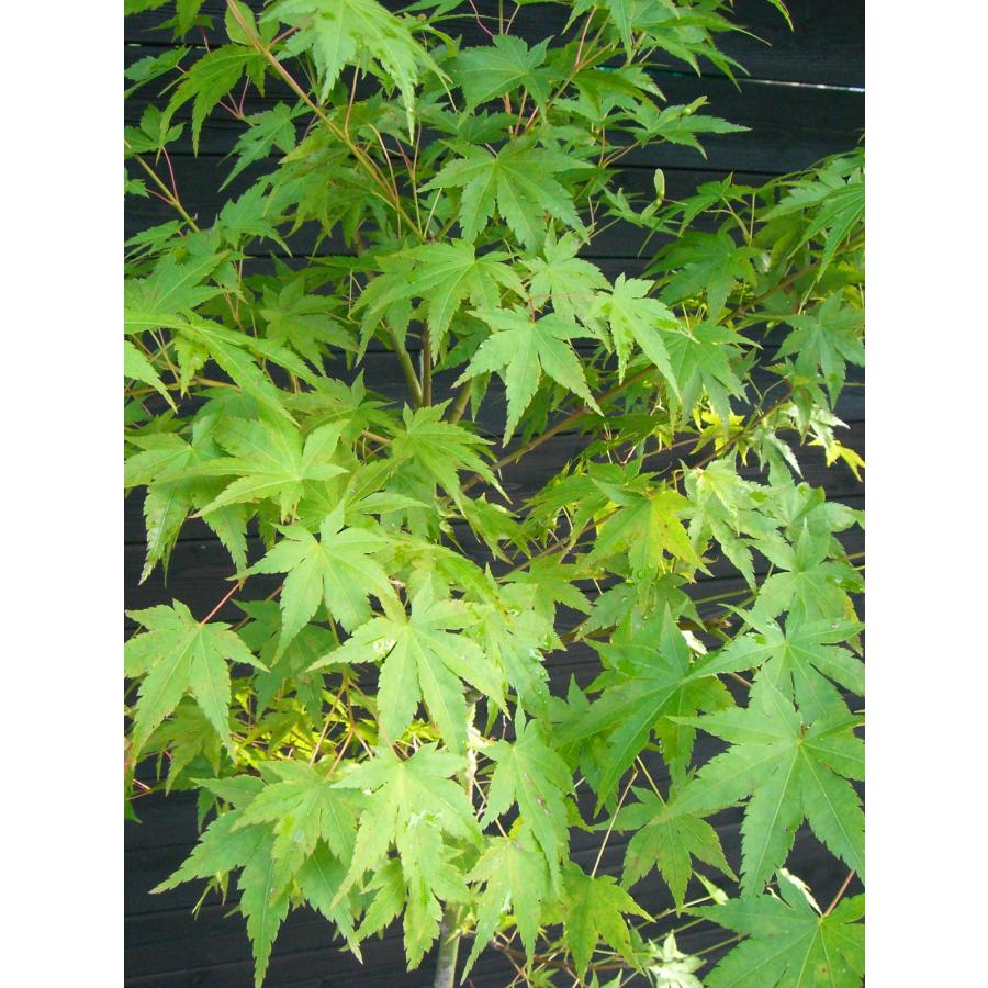 イロハモミジ　単幹 イロハモミジ 単幹大株 : 横の植木屋さん - 通販 - Yahoo