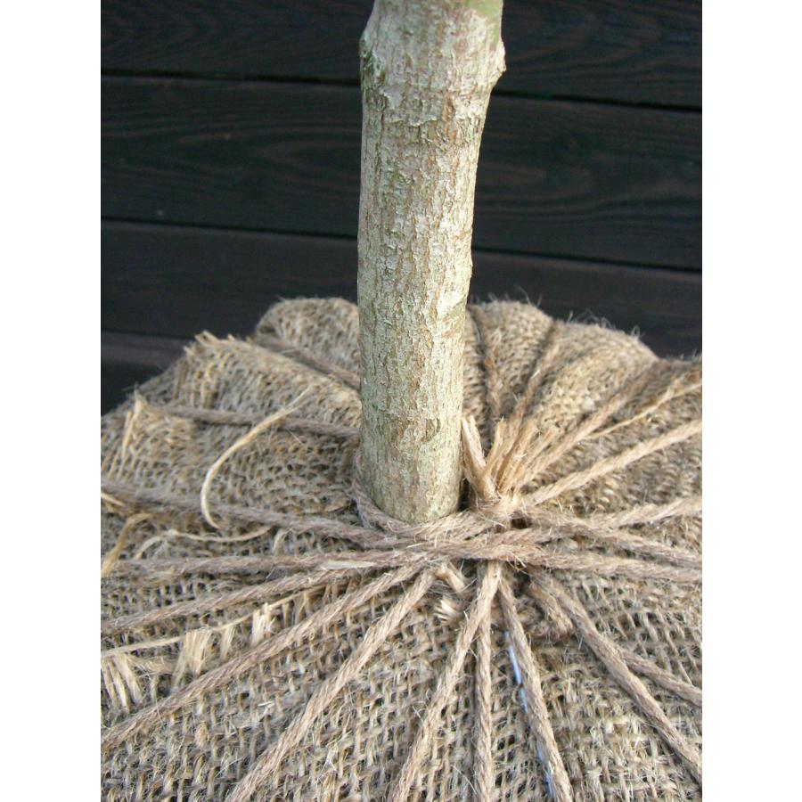 イロハモミジ　単幹 イロハモミジ 単幹大株 : 横の植木屋さん - 通販 - Yahoo