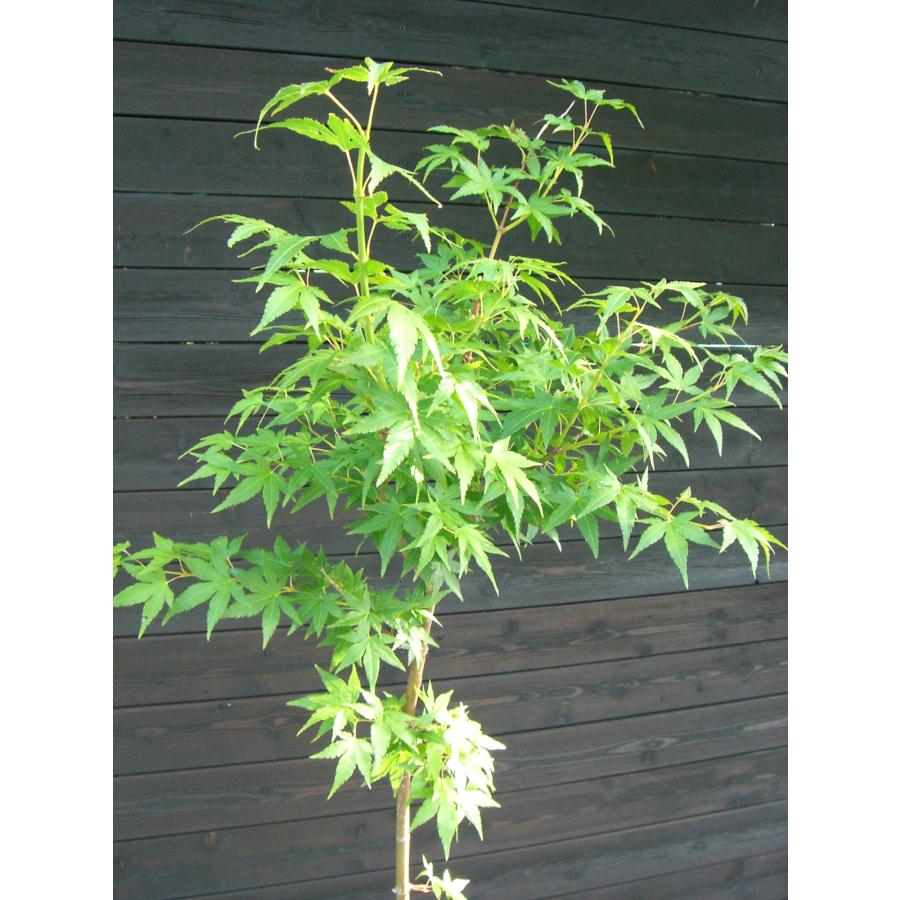 イロハモミジ　単幹 イロハモミジ 単幹大株 : 横の植木屋さん - 通販 - Yahoo