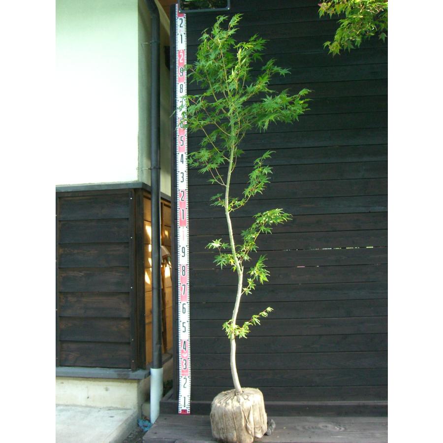 イロハもみじ 単幹