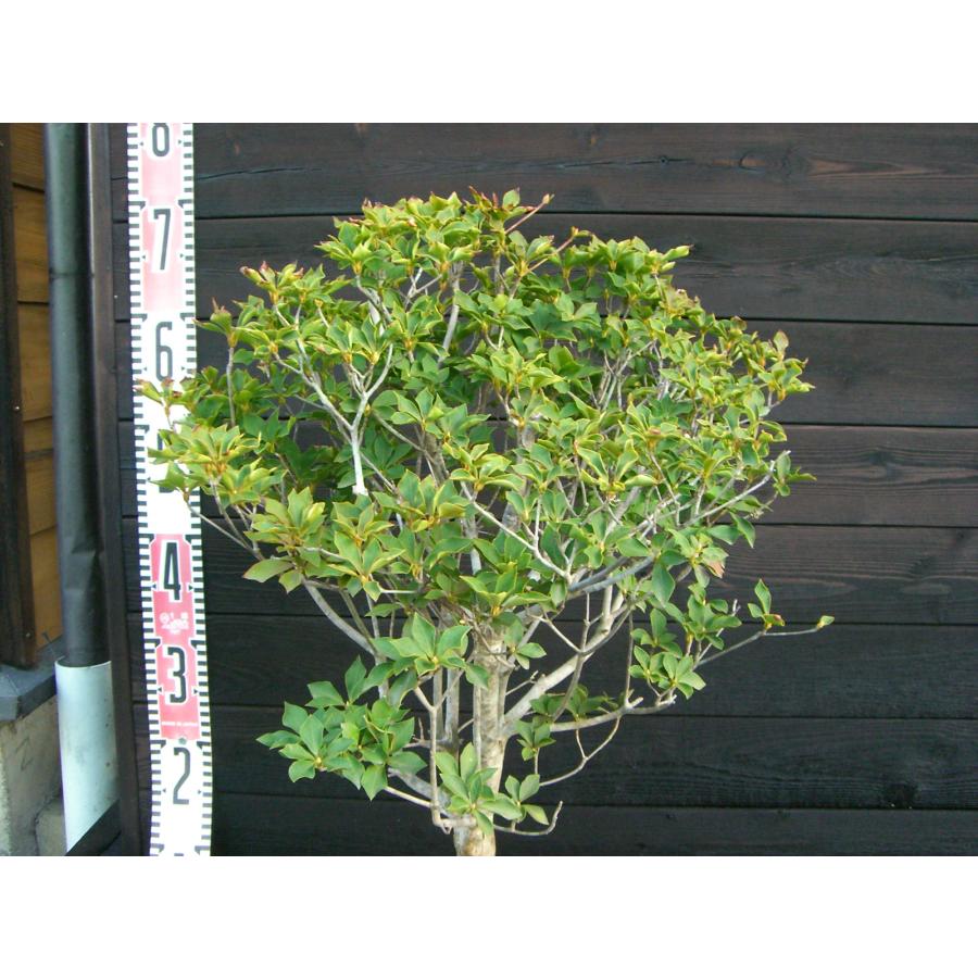 送料込み！絶品天然ドウダンツツジ。 ドウダンツツジ3～3.5号ポット の通販 | 園芸ネット