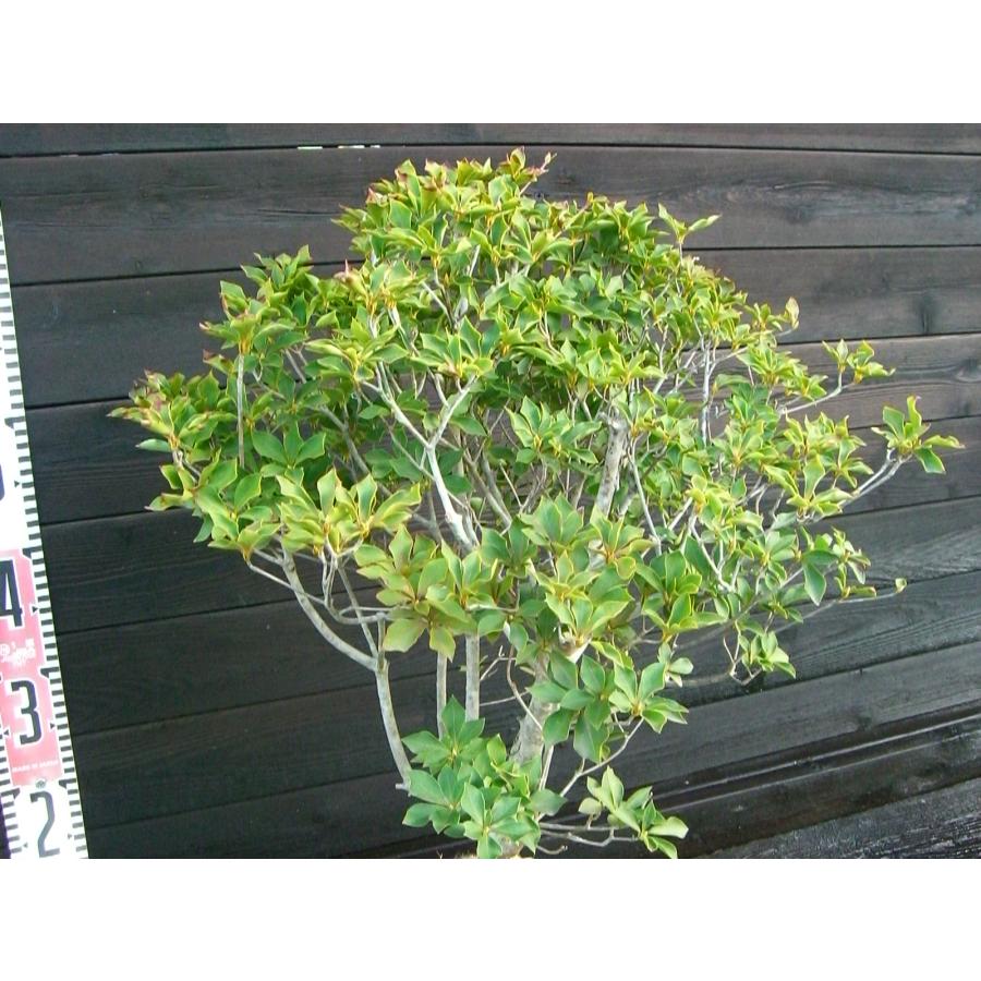 お盆特価。厳選ドウダンツツジ。 ドウダンツツジ 玉仕立て : 横の植木屋さん - 通販 - Yahoo