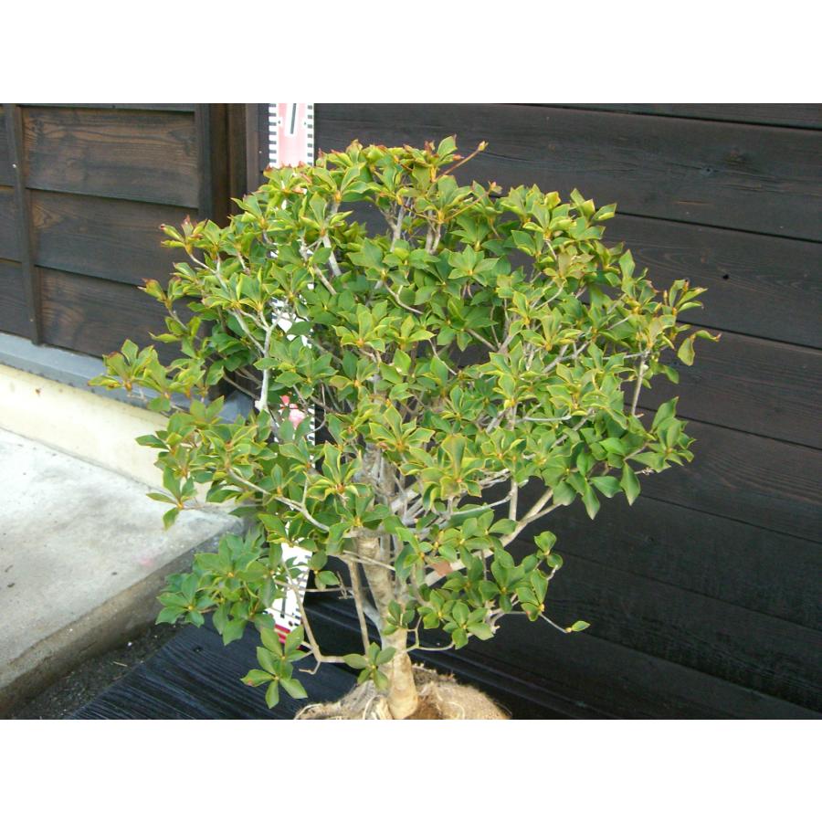 ドウダンツツジ 玉仕立て : 横の植木屋さん - 通販 - Yahoo