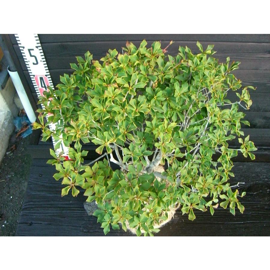 shirou34さま。極上の天然ドウダンツツジ shirou34さま。極上の天然ドウダンツツジ