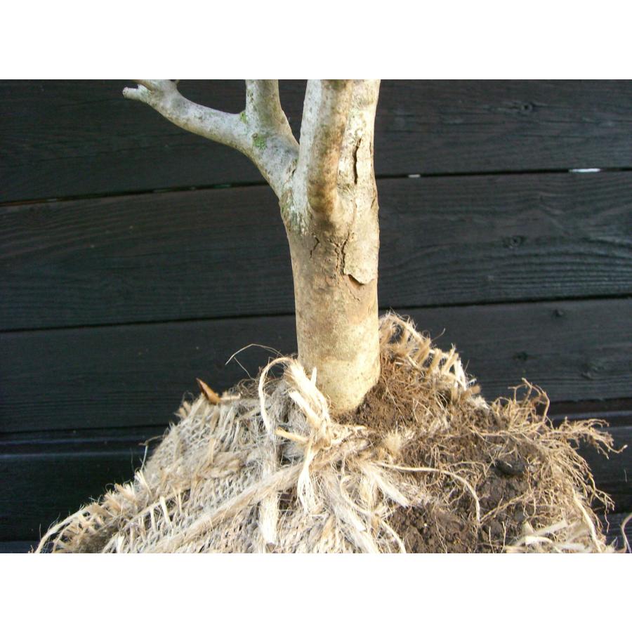 ドウダンツツジ 玉仕立て : 横の植木屋さん - 通販 - Yahoo