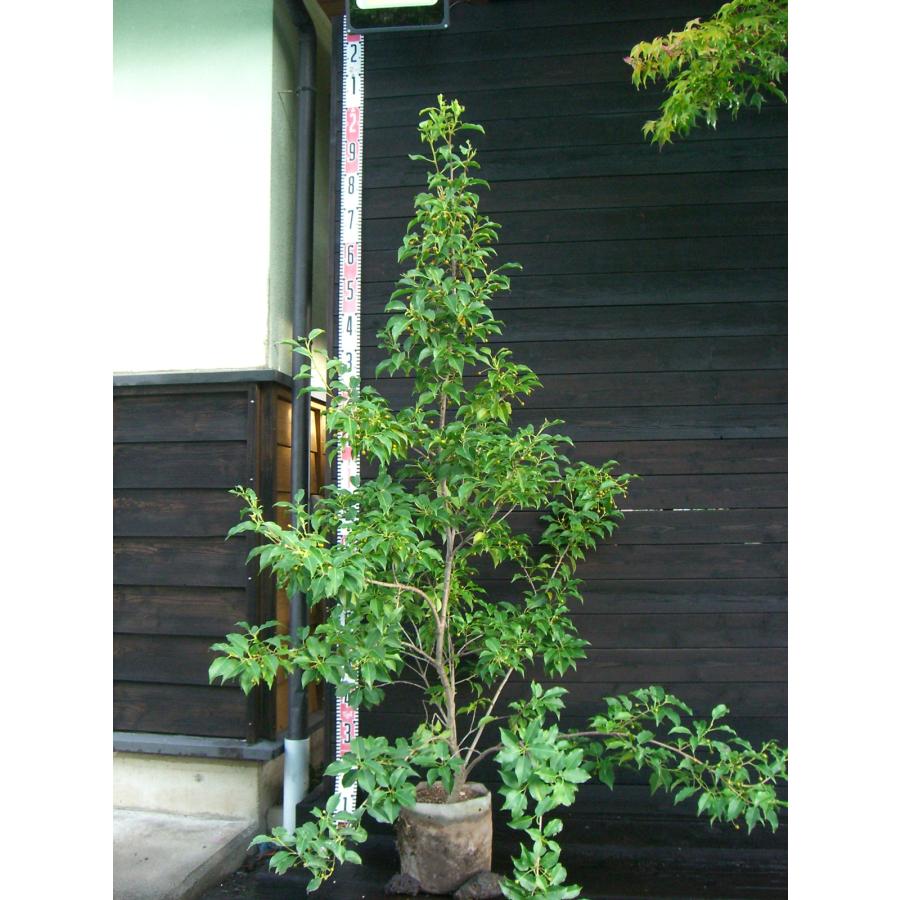 ソヨゴ (雌株) 大株 : 横の植木屋さん - 通販 - Yahoo!ショッピング