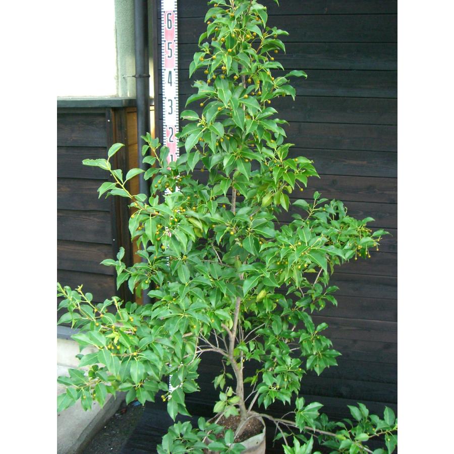 ソヨゴ (雌株) 大株 : 横の植木屋さん - 通販 - Yahoo!ショッピング