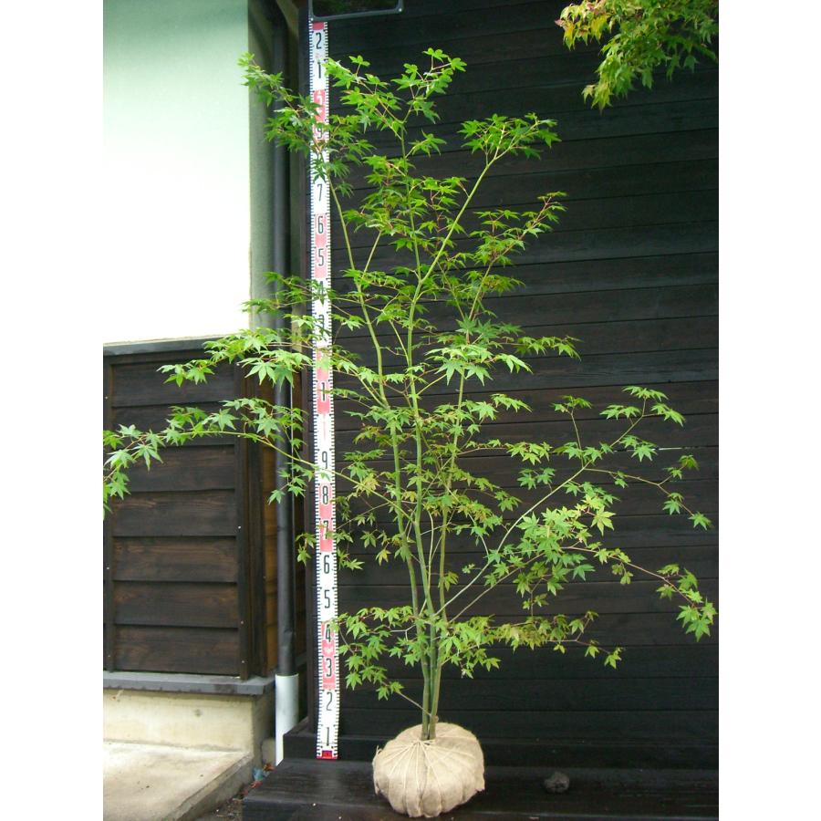 Roy　オオモミジ　株立ち Roy オオモミジ 株立ち モミジ［イロハ立性］ 株立ち（40㎝ポット