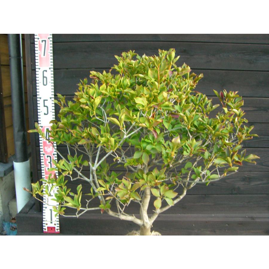 ドウダンツツジ 玉仕立て : 横の植木屋さん - 通販 - Yahoo!ショッピング